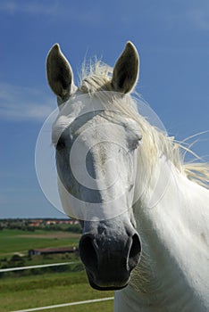 Portrait of an unbridled Arabian White horse