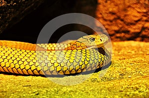 Portrait of an unidentified yellow snake.