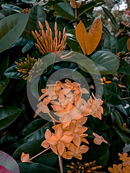 a portrait of a unique and beautiful flower blooming fragrantly in the garden