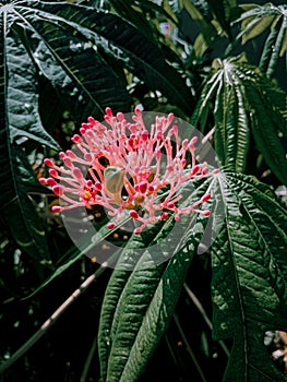 a portrait of a unique and beautiful flower blooming fragrantly in the garden