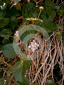 a portrait of a unique and beautiful flower blooming fragrantly in the garden