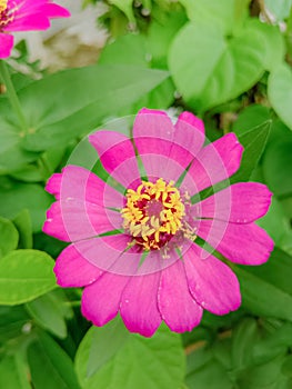 a portrait of a unique and beautiful flower blooming fragrantly in the garden