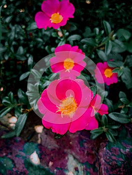 a portrait of a unique and beautiful flower blooming fragrantly in the garden