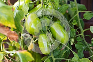 A portrait of unripe marzano tomatoes still growing on a branch of the bush. the green homegrown vegetable is still ripening in