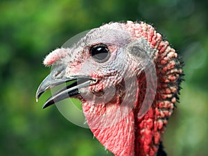 Portrait of an unusual bird. Young Turkey close