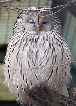 Portrait of Ural Owl