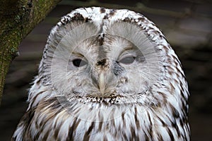 Portrait of Ural owl, Strix uralensis