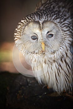 Portrait of Ural owl, Strix uralensis, isolated on blurred forest background.