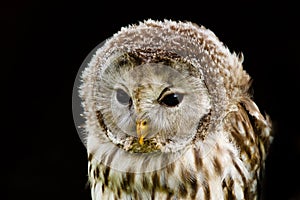 Portrait Ural Owl, Strix uralensis, a nightbird