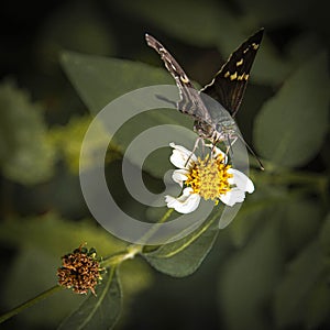 Portrait of Urbanus Skipper Butterfly Drinking Nectar