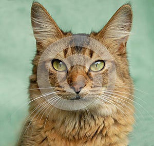 Portrait of a Usual Somali cat