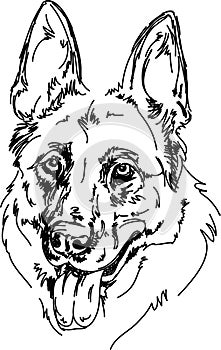Portrait of a vector German Shepherd lines
