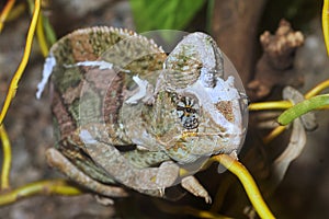 Portrait of veiled chameleon Chamaeleo calyptratus