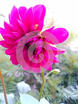 Portrait veiw of pink dahlia flower