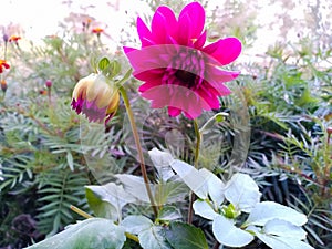 Portrait veiw of pink dahlia flower