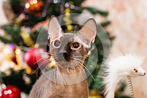 Portrait of velour sphynx cat on a background of Christmas tree with decorations and lights