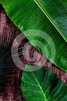 Portrait vertical shot of bright green tropical jungle flat lay wallpaper of banana, palm and colocasia leaves in dark wooden.