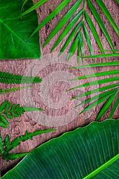 Portrait vertical shot of bright green tropical jungle flat lay wallpaper of banana, palm and colocasia leaves in dark wooden back