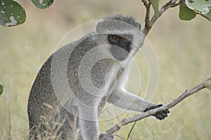 Portrait of a vervet monkey Chlorocebus pygerythrus, or simply vervet, is an Old World monkey photo