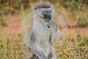 Portrait of a vervet monkey Chlorocebus pygerythrus, or simply vervet, is an Old World monkey