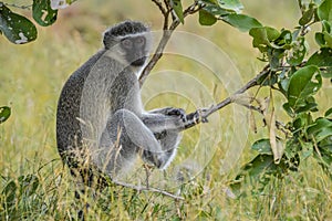 Portrait of a vervet monkey Chlorocebus pygerythrus, or simply vervet, is an Old World monkey