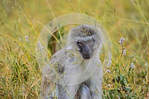 Portrait of a vervet monkey Chlorocebus pygerythrus, or simply vervet, is an Old World monkey