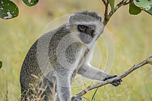 Portrait of a vervet monkey Chlorocebus pygerythrus, or simply vervet, is an Old World monkey