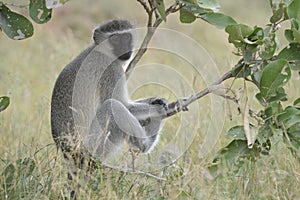 Portrait of a vervet monkey Chlorocebus pygerythrus, or simply vervet, is an Old World monkey