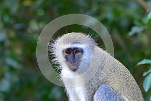 Vervet Monkey