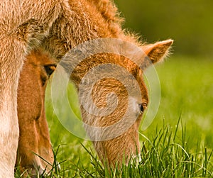 A very beautiful small chestnut foal of an Icelandic horse with a white blaze, standing near to it`s mother in the meadow