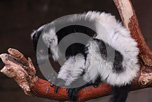 Black and White ruffed lemur