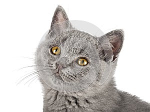 Portrait of very cute blue british shorthair kitten