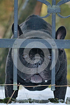 Portrait of very sad dog behind the fence. Sadness animal expression, sad eyes.
