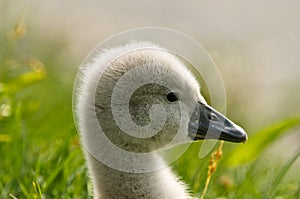 Portrait of a very small and fluffy little fledgling of a swan, just slipped, newborn,  in profile with many details