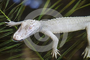 Portrait Of A Very Young Albino Alligator