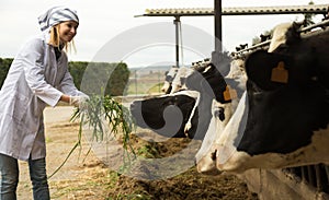 Portrait of vet feeding cows in cowhouse outdoors