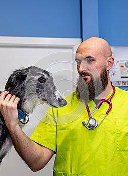 Portrait of a veterinarian and a greyhound