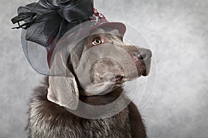 Portrait of Victorian style Weimaraner dog