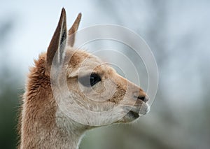 Portrait of a vicuna