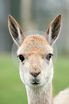 Portrait of a vicuna