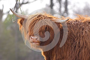 Portrait view of a beautiful Scottish Highland Cattle cow with dark brown long and scraggy fur and horns