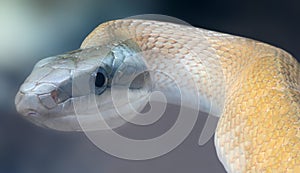 Portrait view of a Beauty rat snake Elaphe taeniura