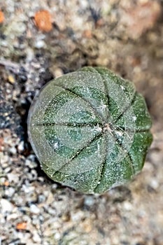 Portrait view of cactus plant. It is genus name of Cactus and speceice name of Ferocactus echidne