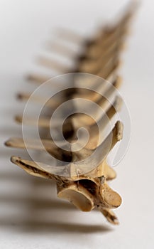 Portrait view of Cervical vertebra is a part of bird skeletal system. Bird anatomy. Bird skeletal system