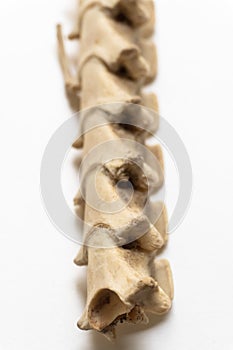 Portrait view of Cervical vertebra.This is part of bird skeletal system. Bird anatomy. Bird skeletal system
