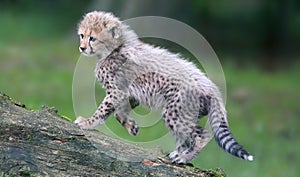 Portrait view cheetah cub 04