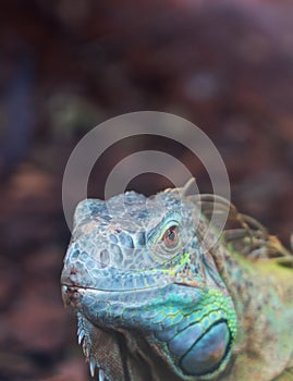 Common green iguana