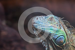 Common green iguana