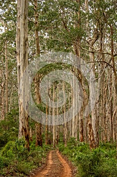 Portrait view of forestry track winding through a tall Karri Forest at Boranup in Western Australia