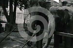 Portrait view of giant big elephant in Thailand zoo. Black and white color